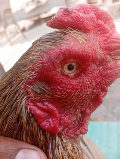 full active and healthy