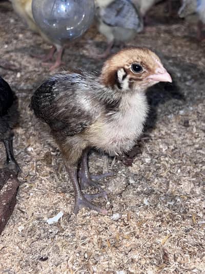 Egyptian fayoumi chick 3 week old