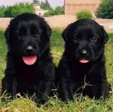 German shepherd puppies for sale / puppy / GSD pup / german sheph