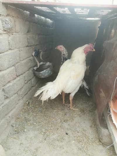 Aseel shamo Boska  Mianwali Breeder Females For Sale