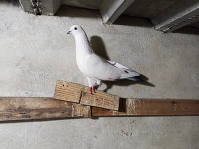 Chitta Kaldumay Pair