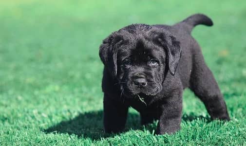 Labrador puppies 03111968618