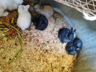 angora rabbit bunnies