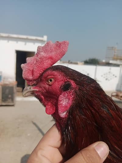 home bread best aseel