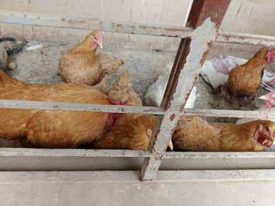 Golden Buff and white buff