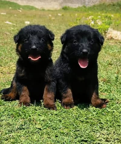 German Shepherd puppy | Long Coat | Puppy | GSD | puppy for sale