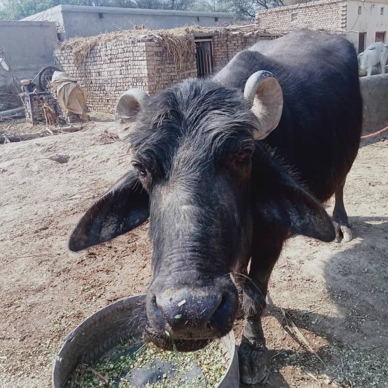 Ravi neeli bhans/ Buffalo for sale 1