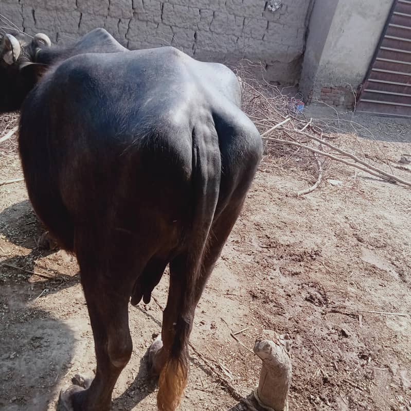 Ravi neeli bhans/ Buffalo for sale 2