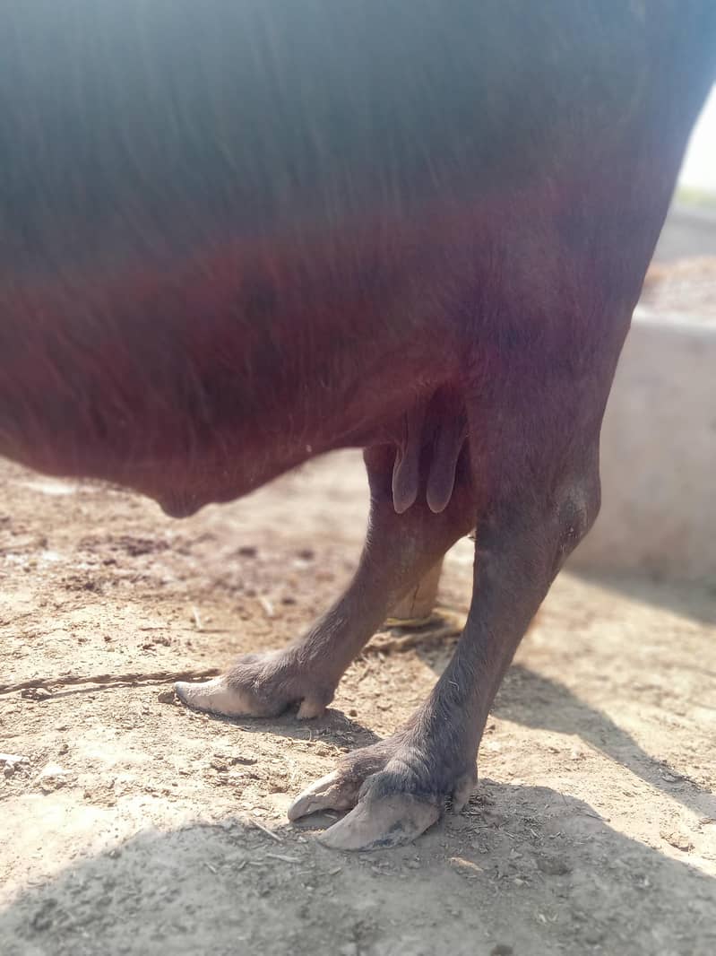 Ravi neeli bhans/ Buffalo for sale 4