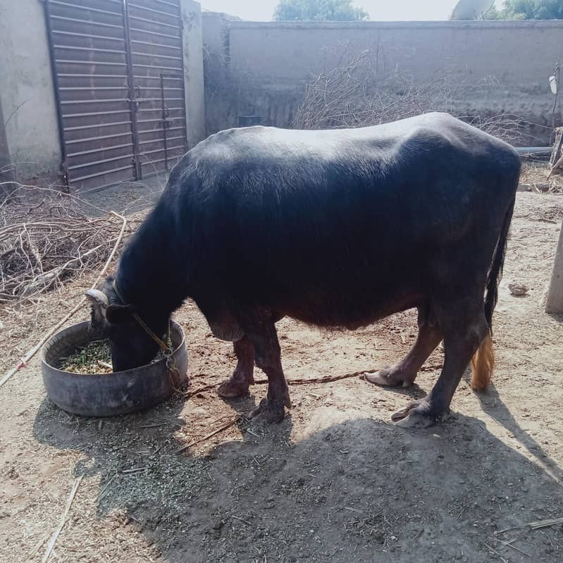 Ravi neeli bhans/ Buffalo for sale 5