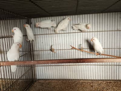 Albino Red Eye Adult or phatta available