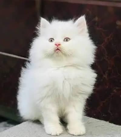 Persian cat for sale my WhatsApp number  0324-12-95-120