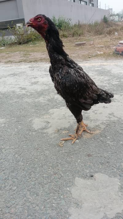 dono Thai cross hai sale and exchange