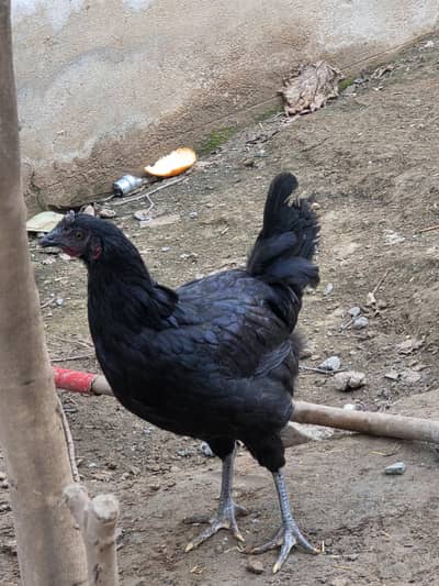 Astrolorp fertile egg for sale