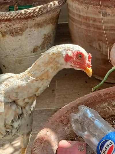 Aseel heera, Mianwali and Cross Mianwali with Eggs