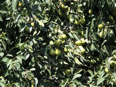 Ideal location solid land only real buyers