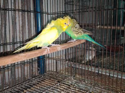 0327-0277654/cocktail/Parrot/cage/love bird/bajri/hogo/backfrill/aust