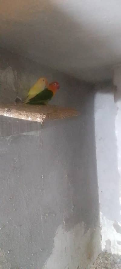 healthy and active paire