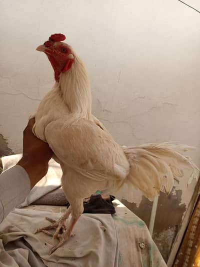 Paper White Aseel Murga