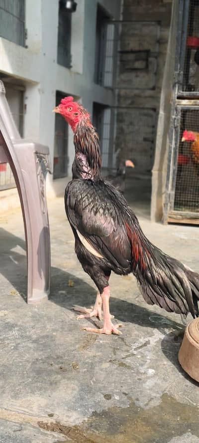 Lahkha mushka murga for sale high quality bird