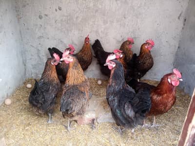 Egg Laying Healthy Desi Hens