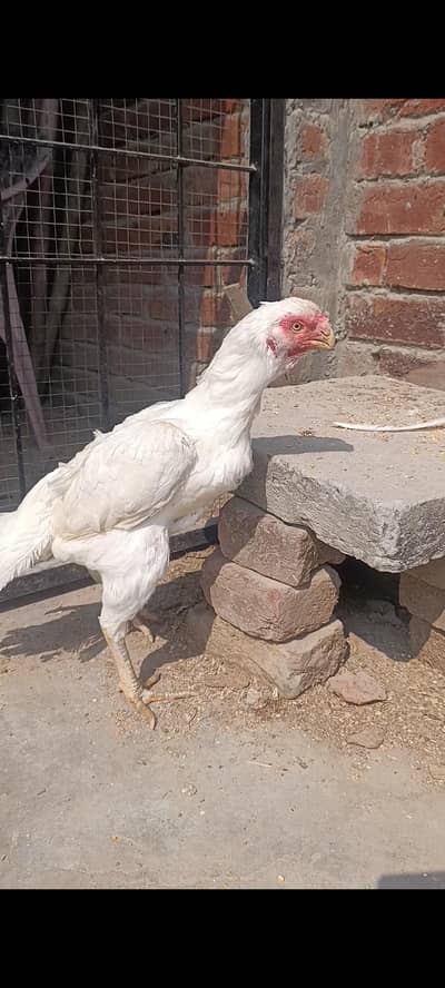 pure Indian parrot beak long tail female