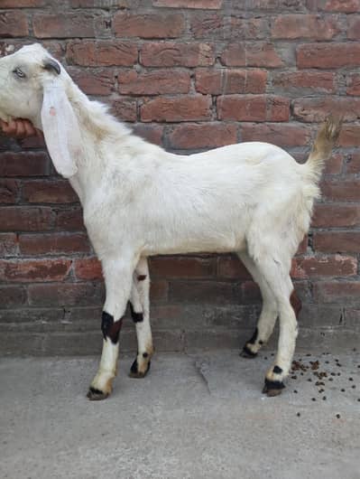 khera desi Bakra sale