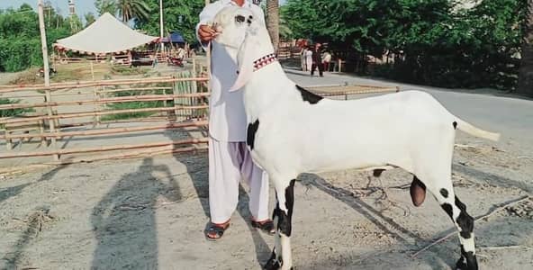 for sale bakra munh se 2 dant call me 03460423873