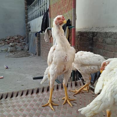 king size Shamo aseel