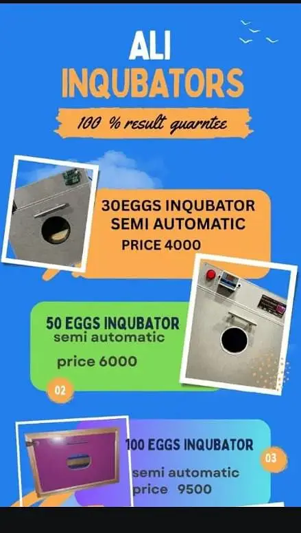 ALI INCUBATOR & BROODER s — photo 5