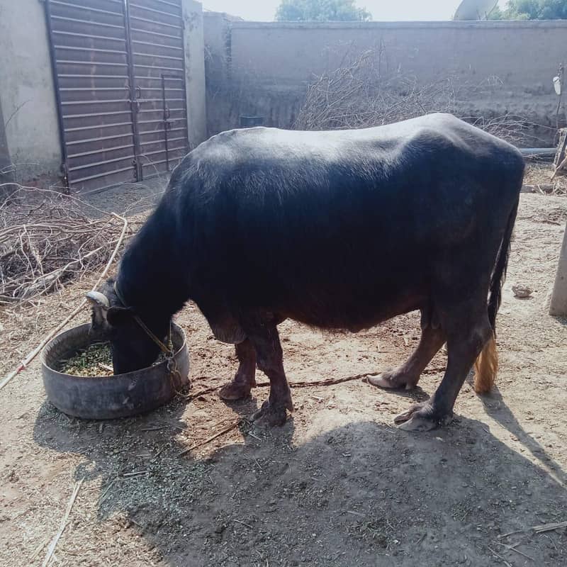 Ravi neeli bhans/ Buffalo for sale 0