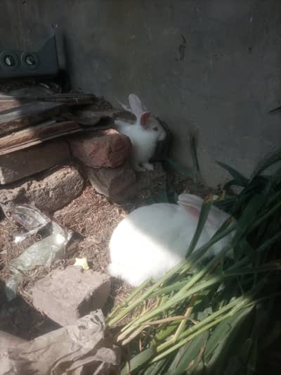 rabits for sale price 1200 pair