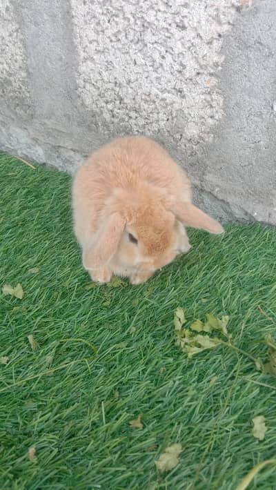 Holland loop top covalti male buny