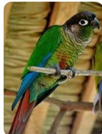 Green chik cnor chiks available  baby