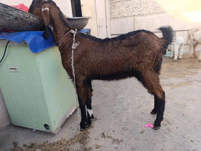 ساتھ میں بکرا ہے