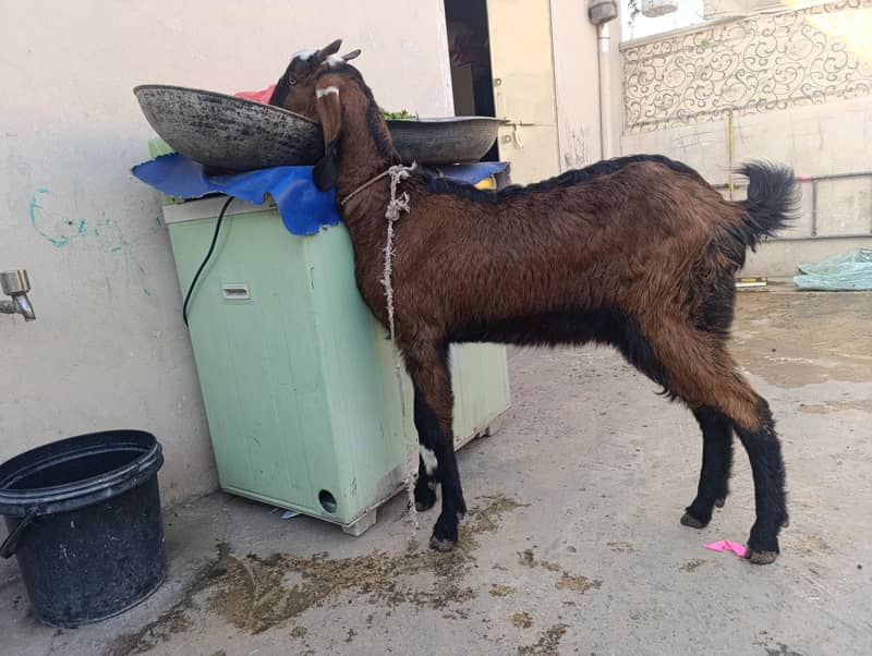 ساتھ میں بکرا ہے 1