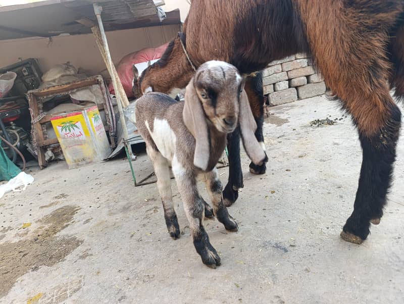 ساتھ میں بکرا ہے 2