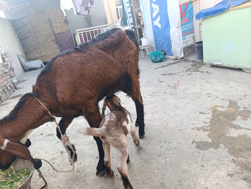 ساتھ میں بکرا ہے 3