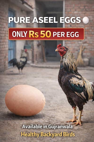  Pure Aseel Eggs  | Rs 50 Only  | Gujranwala 