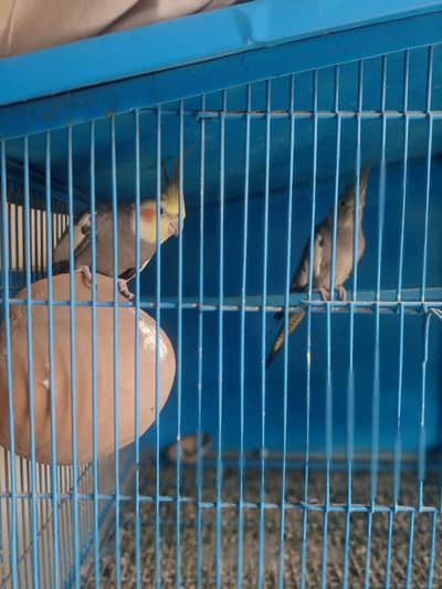 Cocktail Breeder pair