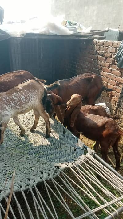 goats for sale
