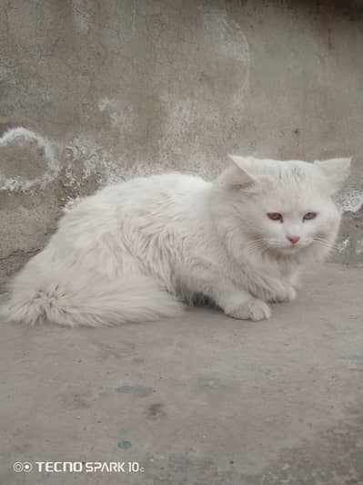 Persian Male  cat for sale