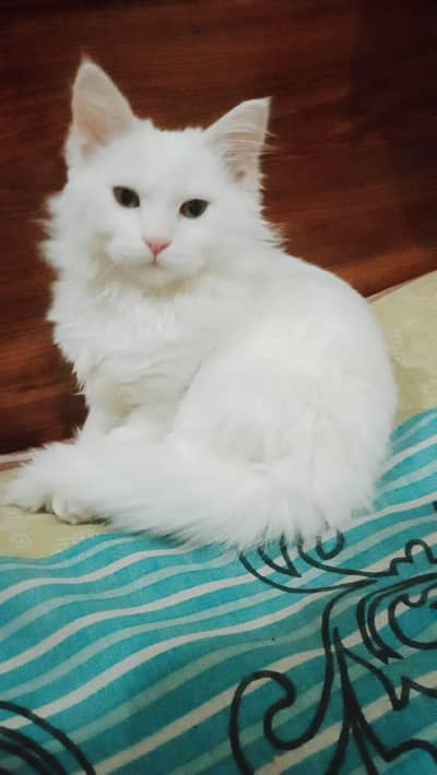 Persian Cat White Doll face