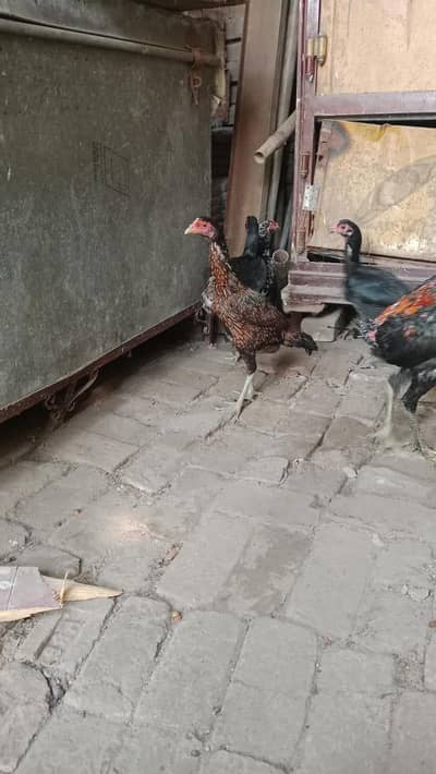 Thai aseel Madi quality Bird