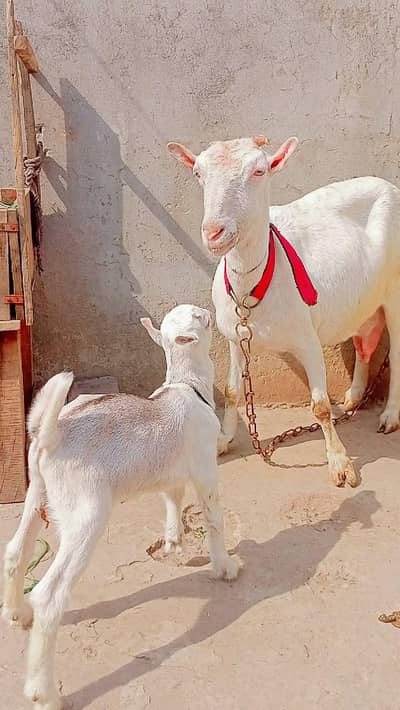 pure tedi pory points me hai barki with male kid