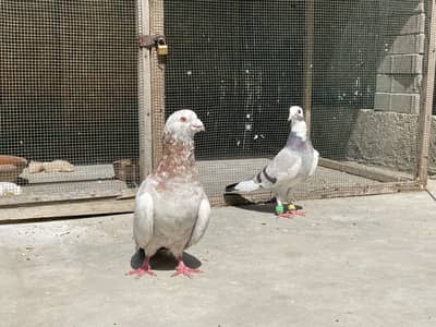 Fancy Golay pigeon breeder pair laga hua