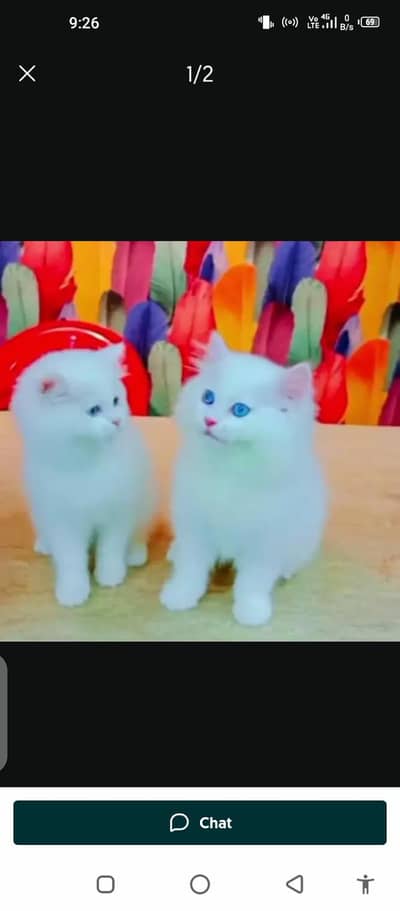 Persian cat for sale male female my WhatsApp number0229=26=63=252