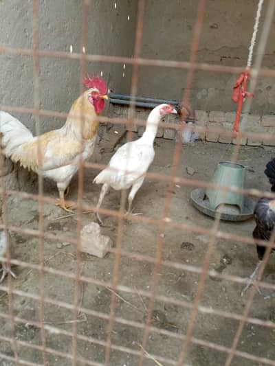 Aseel mainwali  pure white aseel female