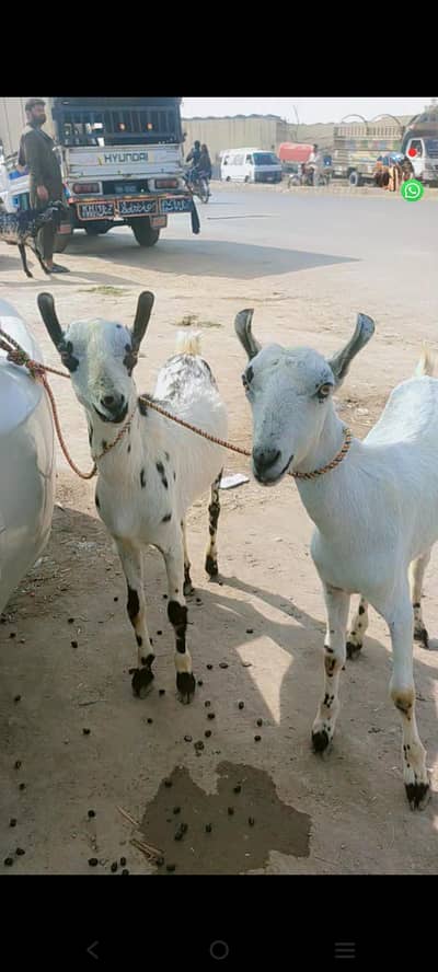 Sindhi Barbari bakra