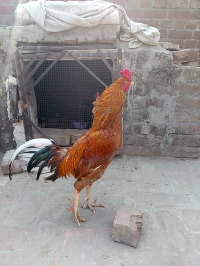 aseel mianwali murga ha urgent sale karna ha